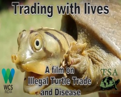 Commercio illegale di tartarughe India