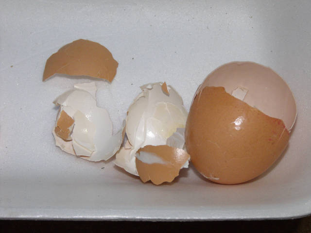 Guscio uovo di gallina essiccato per tartaruga acquatica