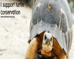 Turtle Survival Alliance