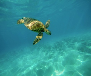 Zanzibar tartarughe marine