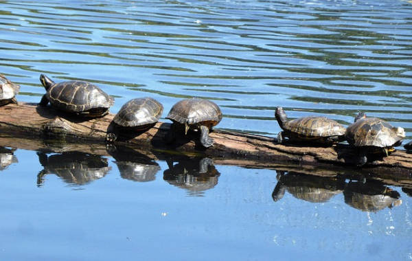 Dove liberare le tartarughe d'acqua dolce?