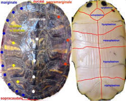 Carapace di tartaruga acquatica