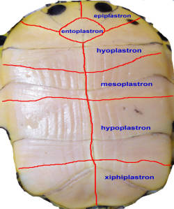 Morfologia placche ossee piastrone tartaruga acquatica