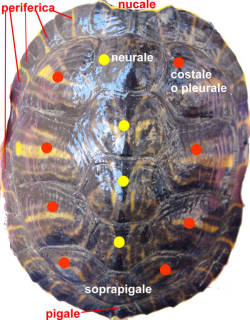 Placche ossee carapace tartarughe acqua dolce