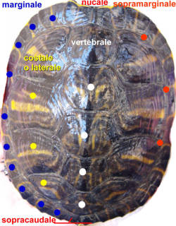 Scuti carapace di tartaruga acquatica