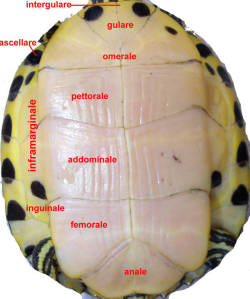 Scuti piastrone tartaruga acquatica