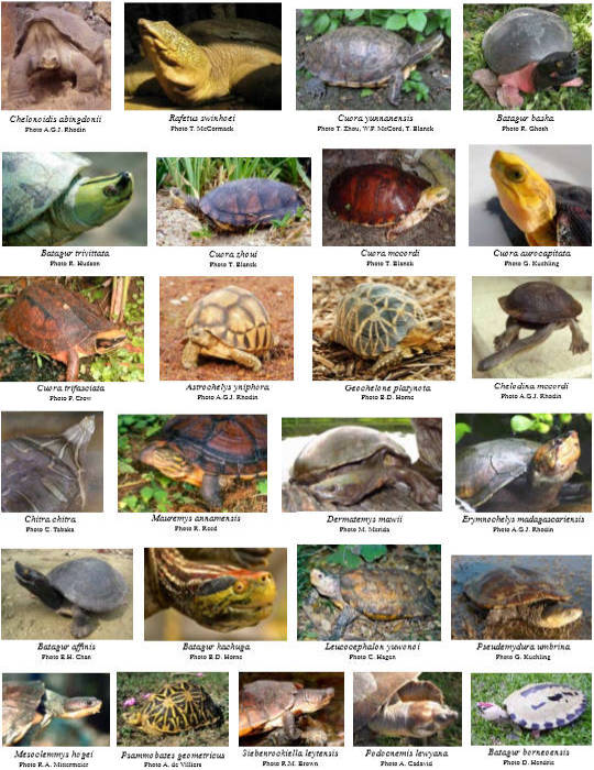 Foto 25 specie tartarughe terrestri e acqua dolce in estinzione