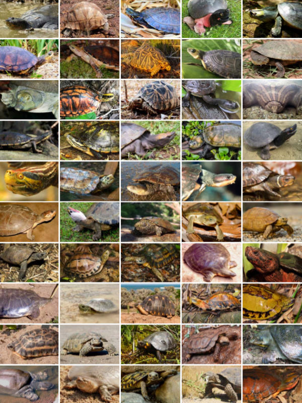Specie di tartarughe minacciate 50 tartarughe in via di estinzione