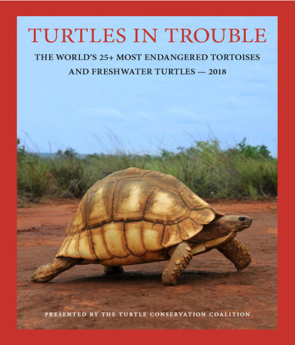 Turtles in Trouble 2018 Aggiornato elenco 25 tartarughe a rischio estinzione