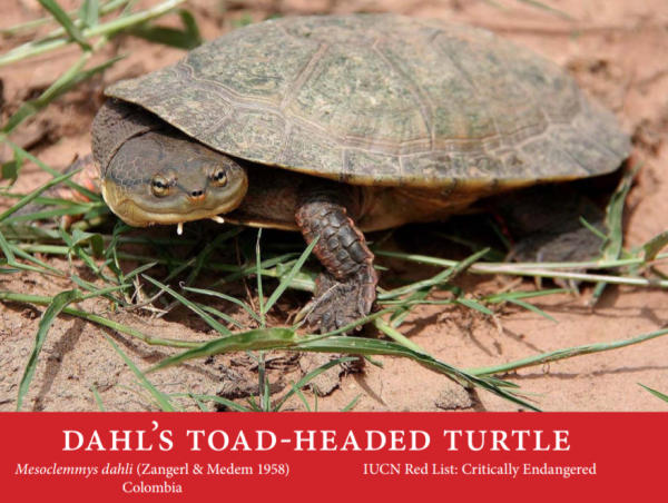 Tartaruga Mesoclemmys dahli Dahl Toad Headed Turtle