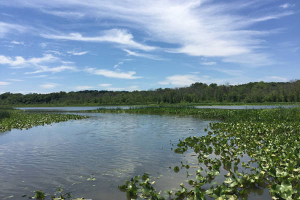 Santuario naturale anche per le tartarughe d'acqua dolce Jug Bay Wetlands Sanctuary