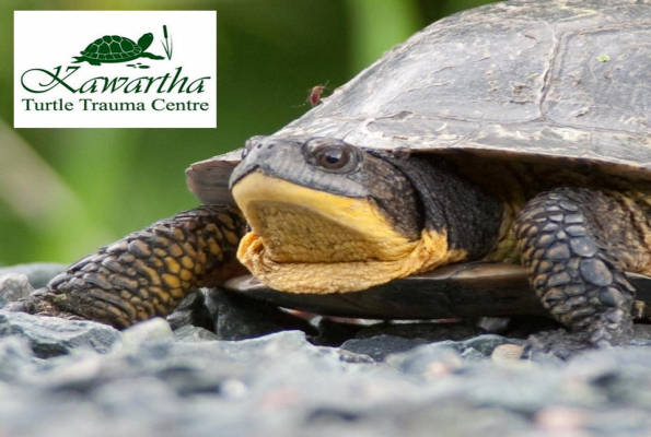 Kawartha turtle trauma centre Kawartha l'ospedale delle tartarughe acquatiche
