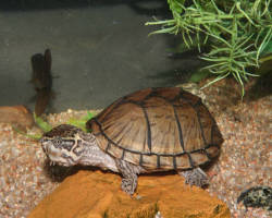 Sternotherus odoratus