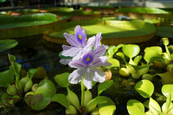 Piante acquatiche per tartarughe