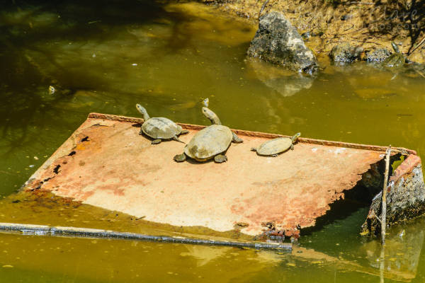 Esporre tartarughe d'acqua al sole