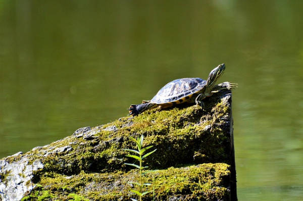 Trachemys al sole Tartarughe d'acqua dolce possono stare al sole?