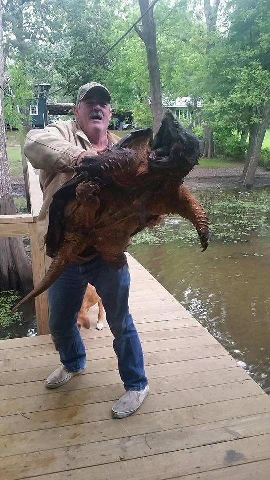 Tartaruga presso Caddo Lake, Uncertain, Texas Enorme Tartaruga Alligatore