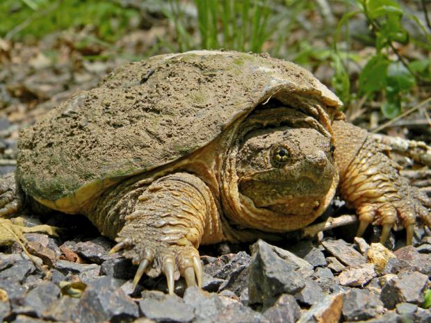 Scienziati internazionali chiedono fine cattura delle tartarughe Tartaruga Common snapping