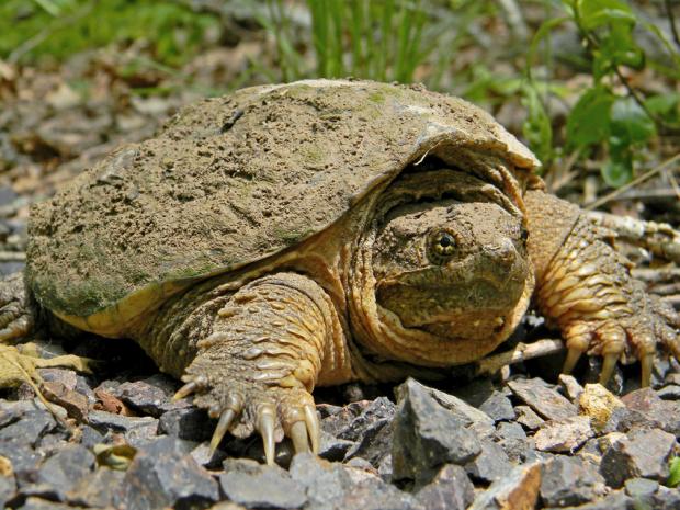 Tartaruga Common snapping