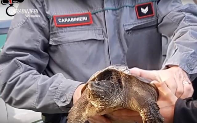 Trovata Tartaruga azzannatrice nello stagno Tartaruga azzannatrice Parco Villa Pallavicino Stresa