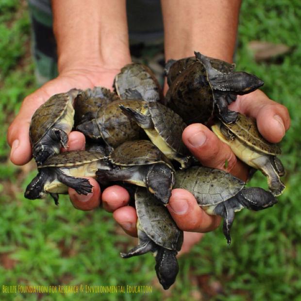 Piccoli di tartaruga del Belize Tartarughe Hicatee