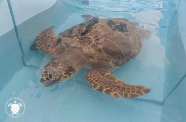 Centro recupero tartarughe marine di Catanzaro Brancaleone Centro recupero tartarughe non chiude