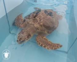 Centro recupero tartarughe marine Catanzaro