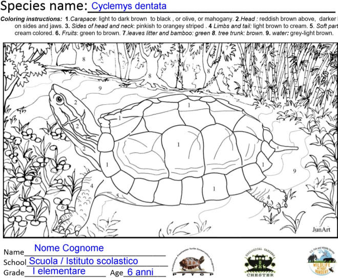 Disegno Cyclemys dentata Come colorare i disegni di tartarughe per bambini