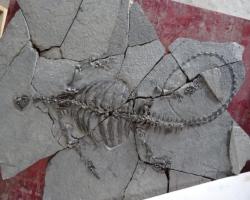 Trovato Fossile Tartaruga