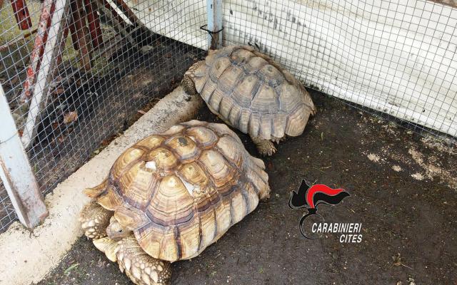Tartarughe terrestri sequestrate Alleva 140 tartarughe in giardino