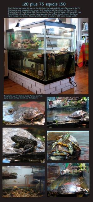 Rane e tartarughe convivono insieme Acquario Tartarughiera gigante