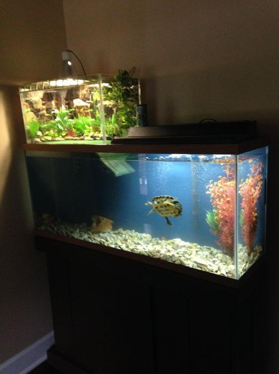 Piante artificiali nel terrario Acquario tartarughiera