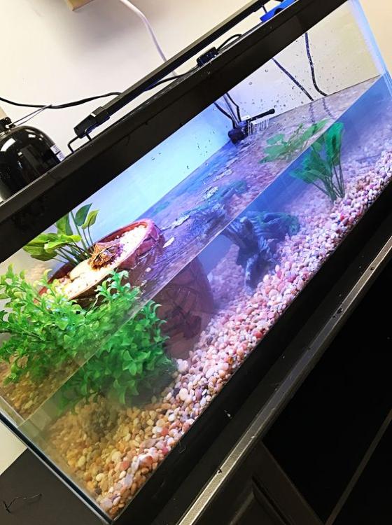 Vaso nella tartarughiera Vaso come zona basking tartarughiera