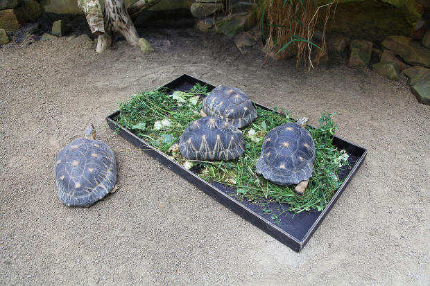 Emergenza 11 mila Astrochelys radiata Madagascar