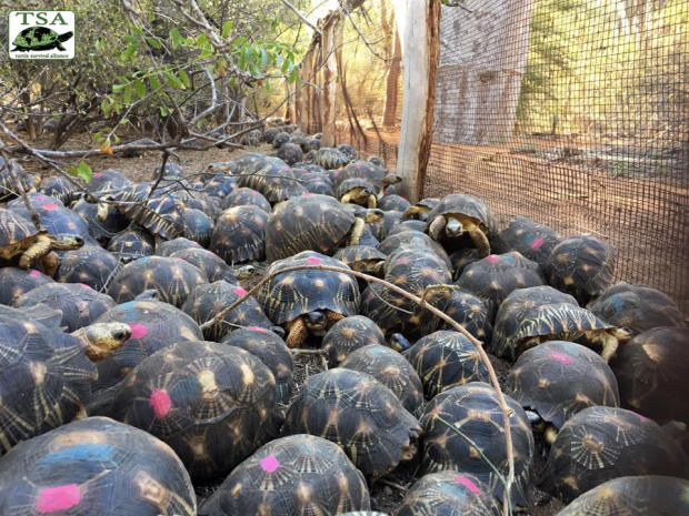 Maxi sequestro testuggine Astrochelys radiata Madagascar