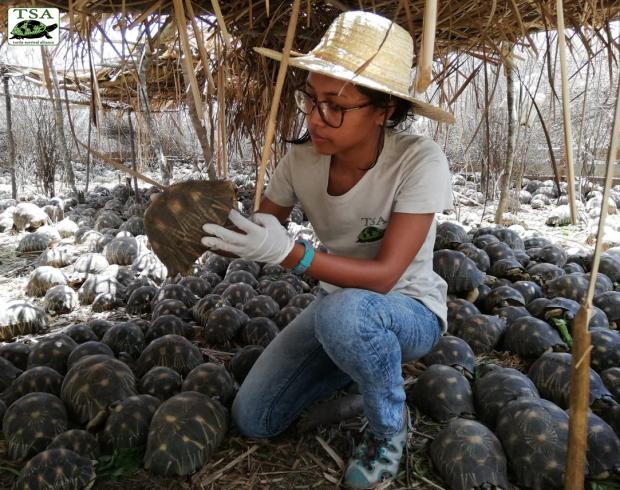 Ultimo aggiornamento sequestro Astrochelys radiata del Madagascar Dottoressa Tiana cura Astrochelys radiata