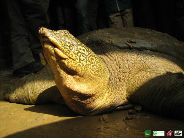 Salvare la tartaruga gigante dal guscio molle