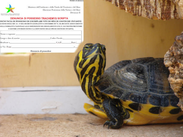 Come denunciare le Trachemys Scripta