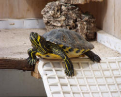 Denunciare Trachemys scripta