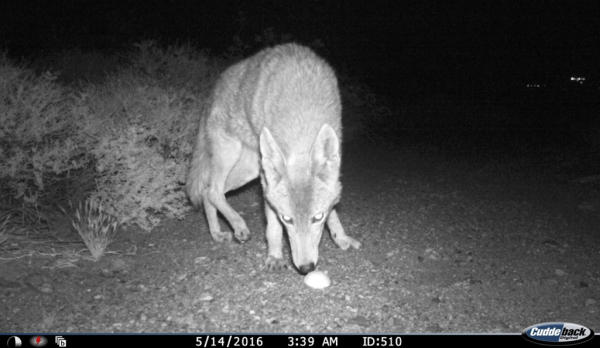 Foto nella riserva di Fynbos Volpe annusa finta tartaruga geometrica