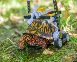 Tartaruga scatola comune soccorsa dallo zoo