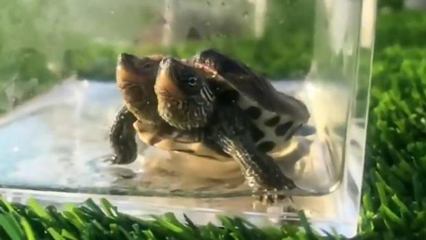 In Cina tartaruga a due teste Tartaruga d'acqua dolce a due teste