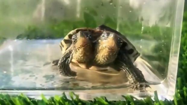 Tartaruga baby con due teste Trachemys scripta elegans a due teste