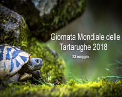 Giornata Mondiale delle Tartarughe 2018