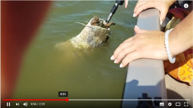 Video incredibili tartarughe d'acqua dolce