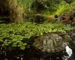 Trachemys scripta elegans invasive in Sud Africa