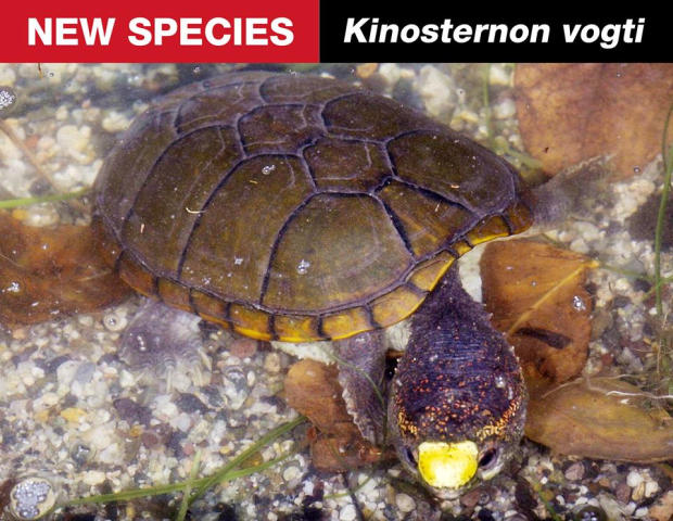 Nuova Tartaruga d'acqua dolce Scoperta in Messico Kinosternon vogti