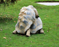 Tartarughe in amore