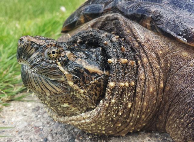 Common snapping turtle Tartaruga azzannatrice e temibile morso