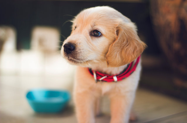 Cucciolo di cane Quanto costa mantenere cane